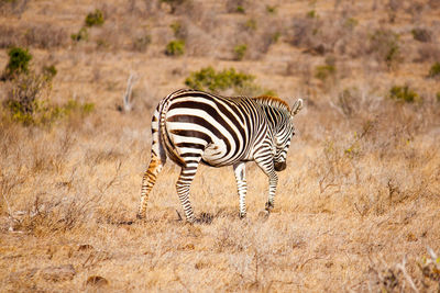 Close-up of zebra on field