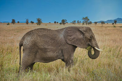 Side view of elephant on field against sky