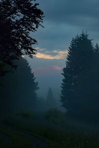 Trees in forest against sky at sunset