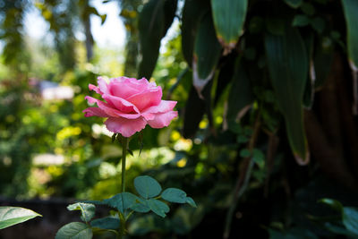 Close-up of pink flowering plant