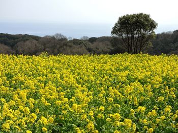 Oilseed rape farm against sky on sunny day