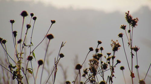 Low angle view of flowers against sky