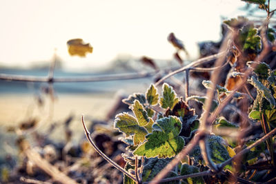 Close-up of fresh plants against sky