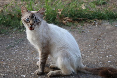 Cat sitting on a field