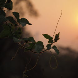 Close-up of plant during sunset
