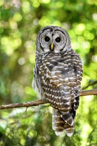 Close-up of owl perching on branch