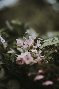 Close-up of pink flowering plant