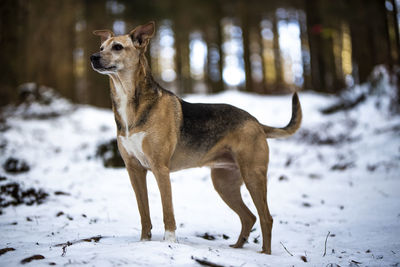 Dog standing on snow covered land