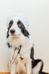 Close-up portrait of dog against white background