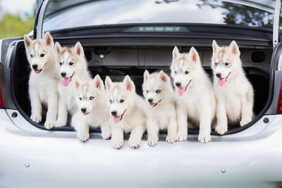 Cute dogs in a car