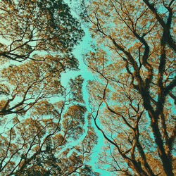 Low angle view of trees against sky