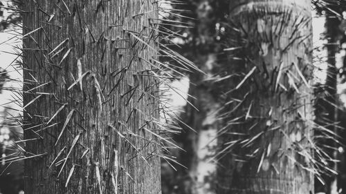 Close-up of pine tree in forest during winter