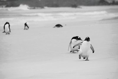 View of birds on snow covered land