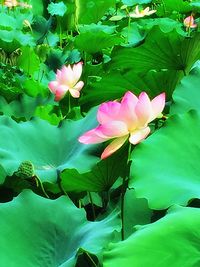 Pink lotus water lily in pond