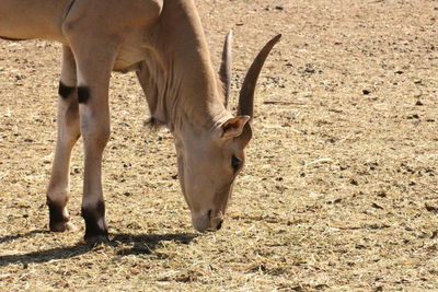 View of a horse on field