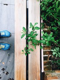 High angle view of plants growing on footpath