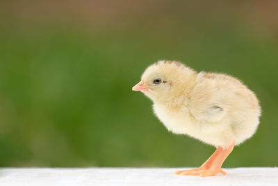 Close-up of a bird