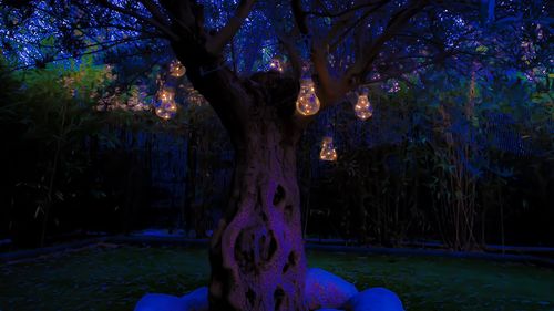 Trees in park at night