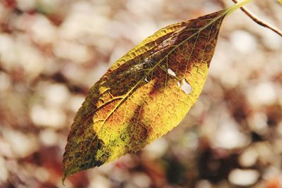 Close-up of autumnal leaf on plant