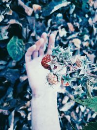 Close-up of hand on plant