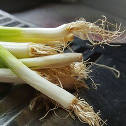 Close-up of scallions on sink
