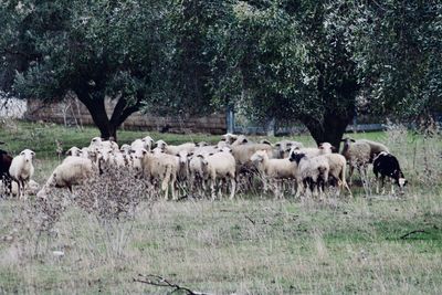 View of herd of sheep standing in agriculture field 