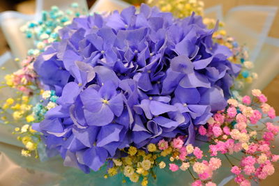 Close-up of blue flowering plant