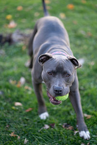 Close up of a pitbull puppy with a tennis ball in her mouth running in a green field