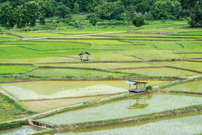 Scenic view of agricultural field