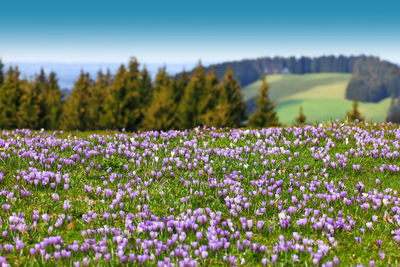 Purple flowering plants on field