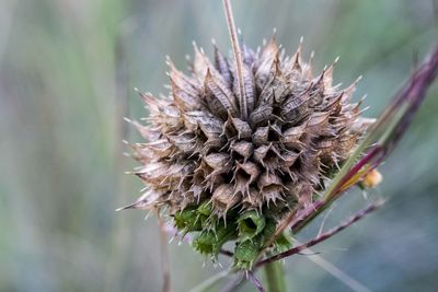 Close-up of wilted plant