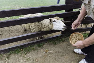 Full length of a hand holding sheep