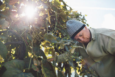 Man picking grapes from tree against sky