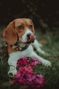 Close-up of dog looking away