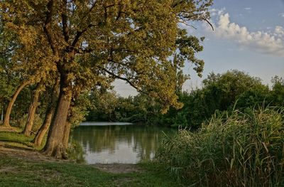 Scenic view of lake by trees against sky