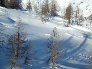 Snow covered land and trees in forest