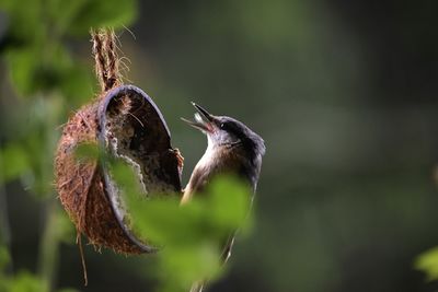 Close-up of bird perching on plant