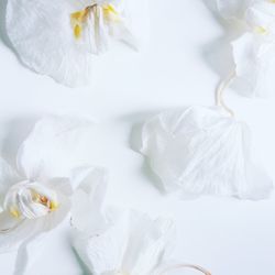 Close-up of white flower