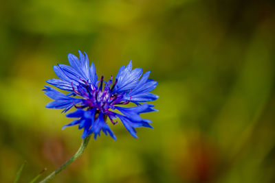 Close-up of purple flower