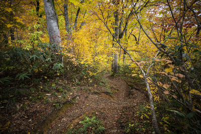 Trees in forest during autumn