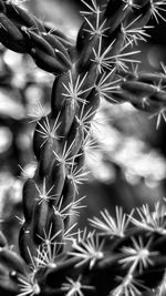 Close-up of cactus plant