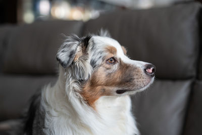 A blue merle australian shepherd is lying on a gray leather sofa. fluffy dog in the apartment. 