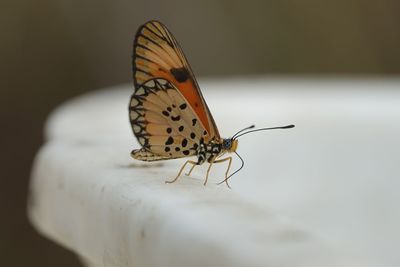 Close-up of butterfly