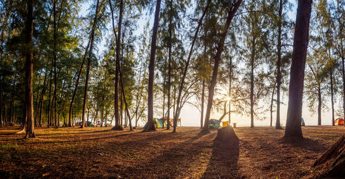 Beach camping ground filled of pine forest in the morning with sunshine.