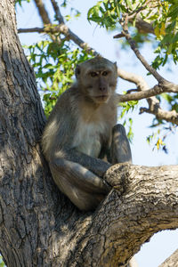 Low angle view of monkey sitting on tree trunk