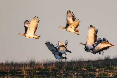 Close-up of birds flying over field