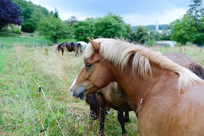 Horses standing in a field