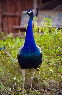 Peacock in a field