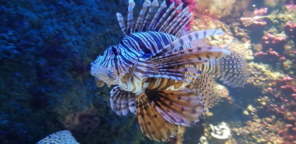 Close-up of fish swimming in sea