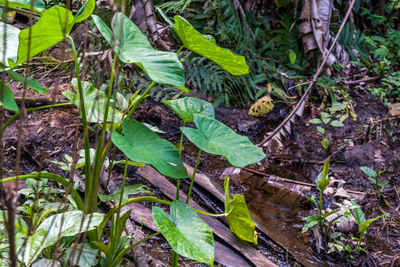 High angle view of plants growing on land